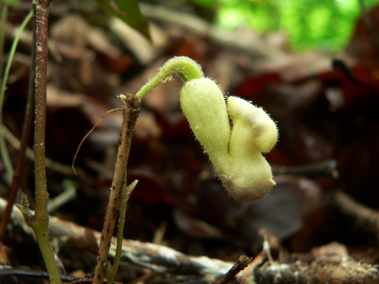 {Endodeca serpentaria}